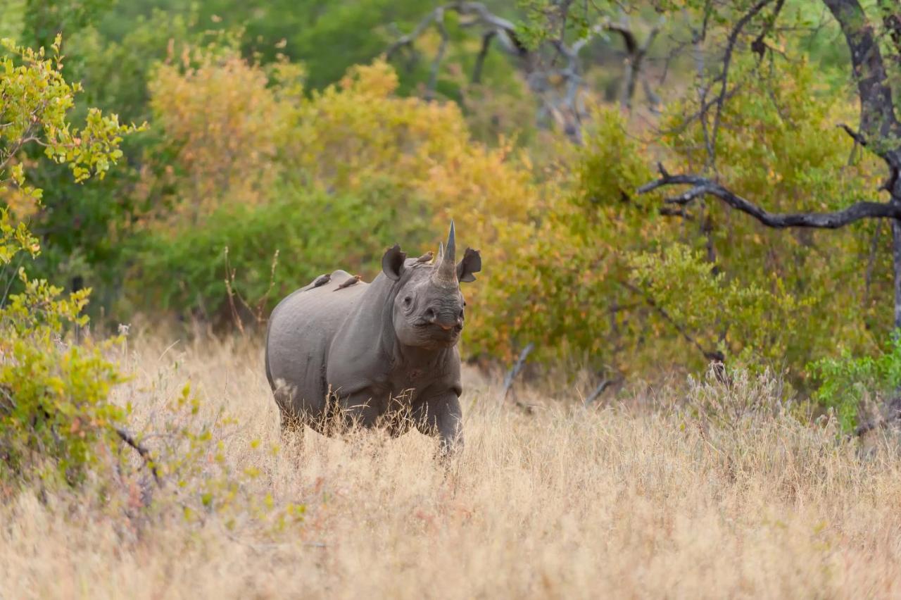 Pondoro Game Lodge Balule Game Reserve Zewnętrze zdjęcie