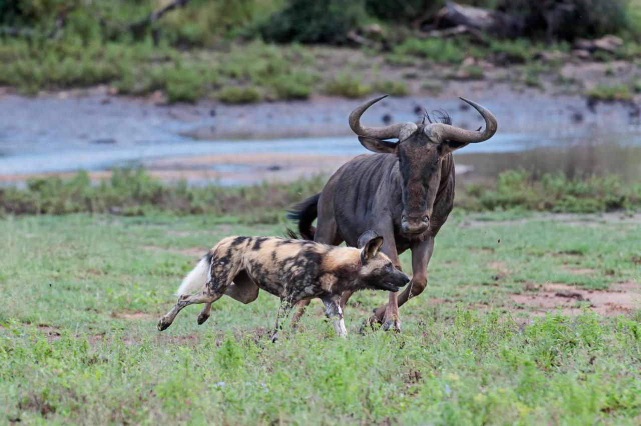 Pondoro Game Lodge Balule Game Reserve Zewnętrze zdjęcie