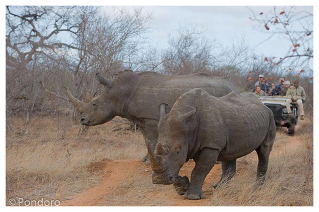 Pondoro Game Lodge Balule Game Reserve Zewnętrze zdjęcie